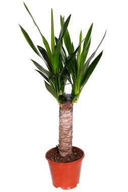 Çiçek saksısında Yucca. Beyaz bir arkaplanda izole edilmiş.