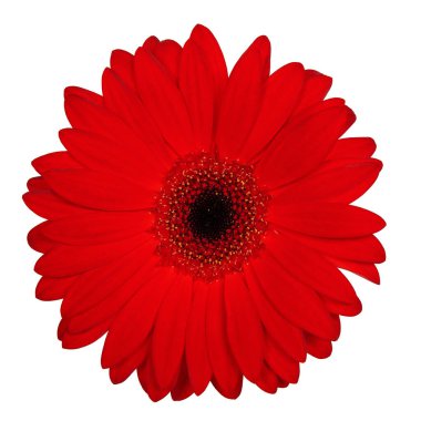 Kırmızı gerbera beyaz üzerine izole