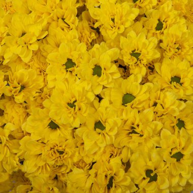 Sarı kasımpatıların arka planı.