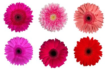 Beyaz izole edilmiş arkaplanda gerbera seti