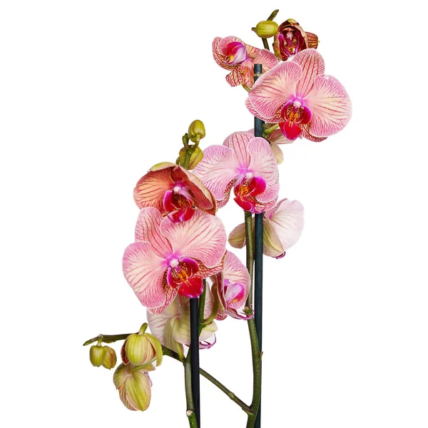 Flores Orquídea Fundo Branco Isolado Phalaenopsis — Fotografia de Stock