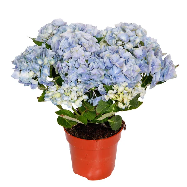 白い背景に孤立した鍋に青いアジサイの花 — ストック写真