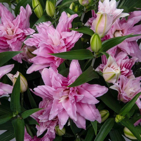 Крупним Планом Рожева Квітка Лілії — стокове фото