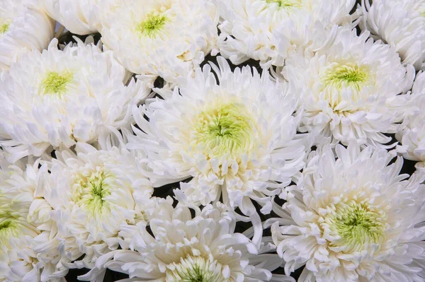 Pozadí Bílých Jednoduchých Chryzantémat — Stock fotografie