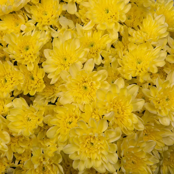 Contexte Des Chrysanthèmes Jaunes — Photo