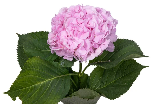 Рожева Гортензія Ізольована Білому Тлі — стокове фото