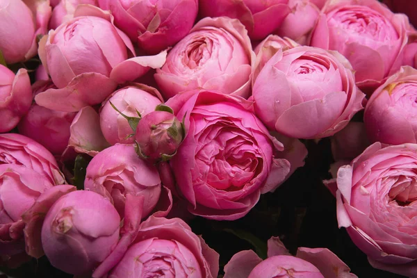 Красивий Фон Рожеві Троянди — стокове фото