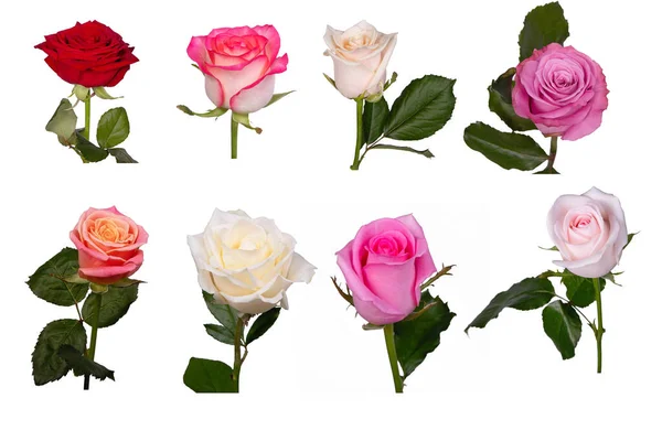 Ensemble Roses Sur Fond Blanc Isolé — Photo