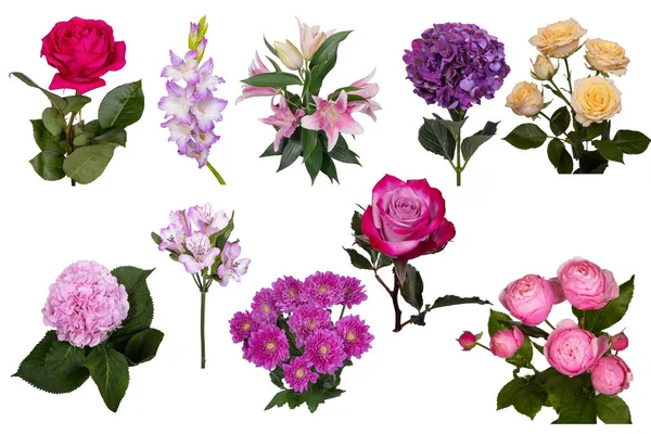 Набір Квітів Різних Кольорів Типів Ізольовані Білому Тлі Троянді Гортензії — стокове фото
