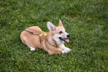 Safkan Corgi Pembroke köpeği yeşil çimlerin üzerinde yatıyor..