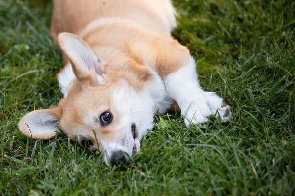 Czysty Walijski Corgi Pembroke Pies Leży Zielonej Trawie — Zdjęcie stockowe