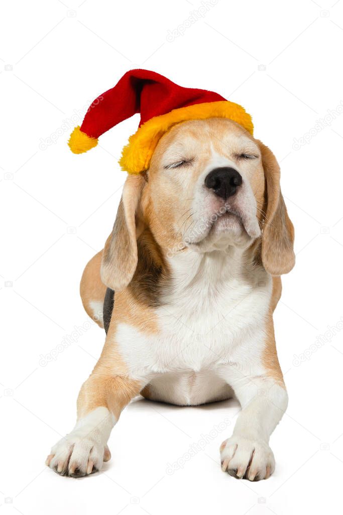 Purebred Beagle dog in a Christmas hat lies and squints on a white background in the studio.