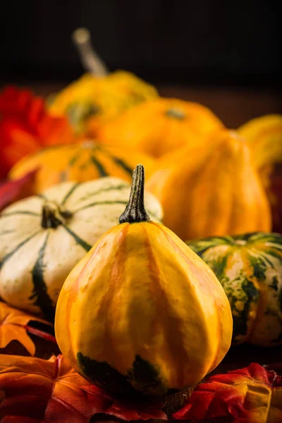 Şükran Günü Halloween Pumpkins Hala Hayat — Stok fotoğraf