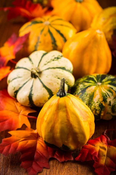 Erntedank Und Halloween Kürbisstillleben — Stockfoto