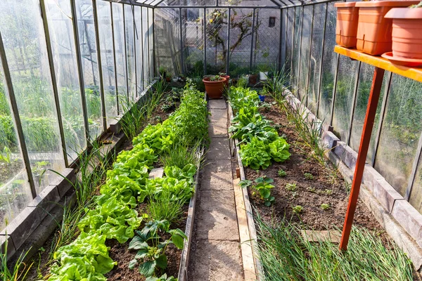 Belül Üvegházhatást Okozó Zöldségek Gyógynövények Kertészet — Stock Fotó
