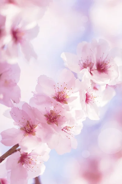 Cherry Blossom Med Vacker Blomknopp Och Unga Blomstrande Blommor — Stockfoto