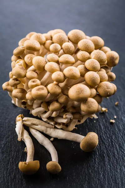 Buna Shimeji - edible mushroom from East Asia — Stock Photo, Image