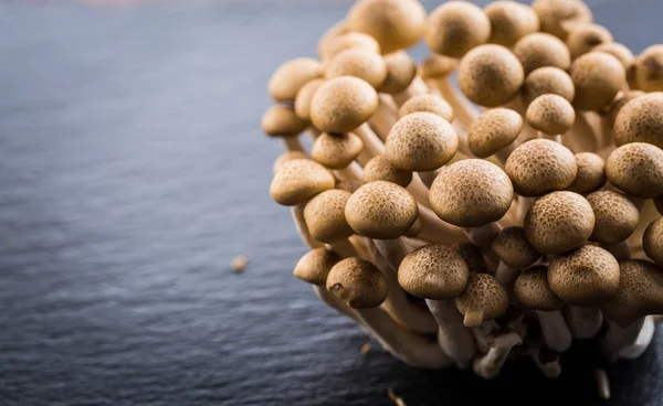 Buna Shimeji - edible mushroom from East Asia — Stock Photo, Image