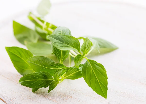 Hojas de albahaca tailandesa — Foto de Stock