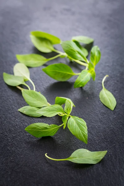 Hojas de albahaca tailandesa —  Fotos de Stock