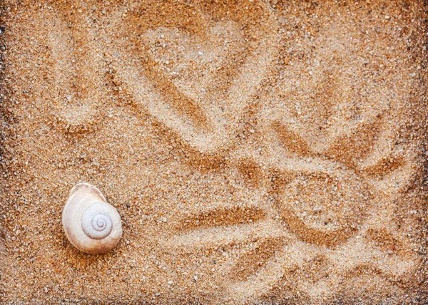 Coquilles de mer avec du sable comme fond - — Photo