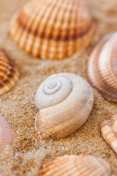 Detail of sea shells with sand as holiday concept Royalty Free Stock Photos