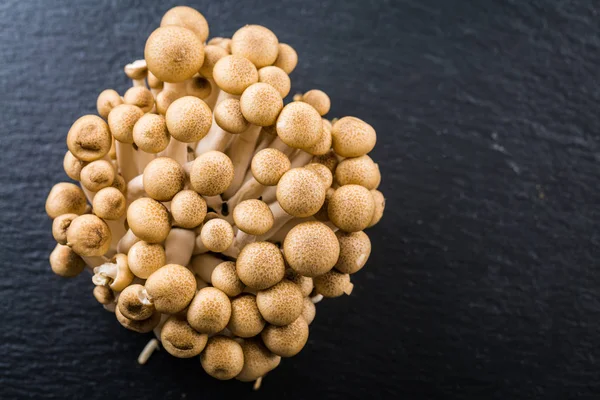 Buna Shimeji - cogumelo comestível da Ásia Oriental — Fotografia de Stock