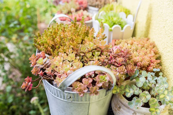 Variation av blomkrukor med suckulenter — Stockfoto