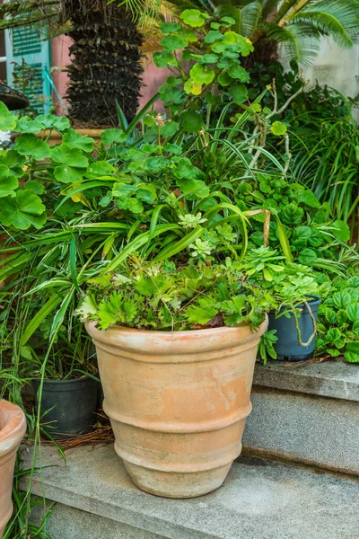 階段上の地中海の庭の植物や花のポットの変化 — ストック写真