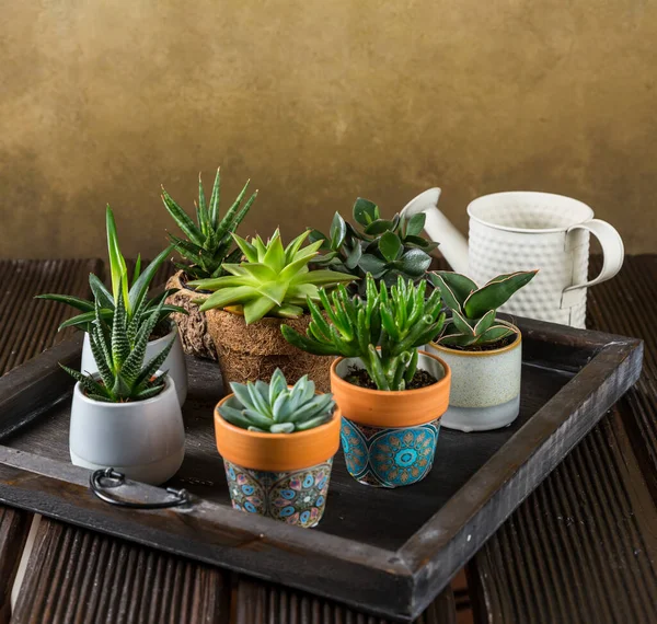 Plantas Casa Verde Envasadas Mesa Madeira Suculentas Interior Conceito Jardim — Fotografia de Stock