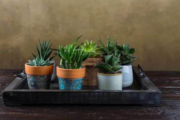 Plantas Casa Verde Envasadas Mesa Madeira Suculentas Interior Conceito Jardim — Fotografia de Stock