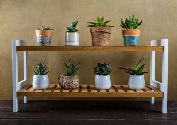 Green House Plants Potted Wooden Shelf Succulents Indoor Concept Home — Stock Photo, Image