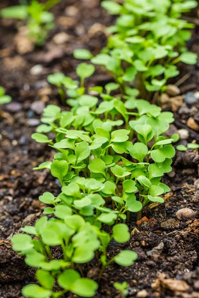 Ekologiska Salladsplantor Eller Plantsallad Grönsaksträdgården Upphöjd Bädd — Stockfoto