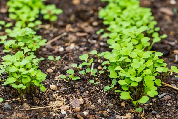 Bio Salat Oder Blattsalat Gemüsegarten Hochbeet — Stockfoto