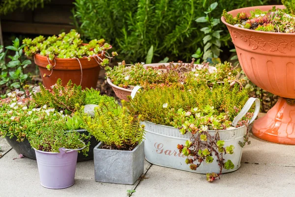 庭のテラスの鍋に自然植物 — ストック写真