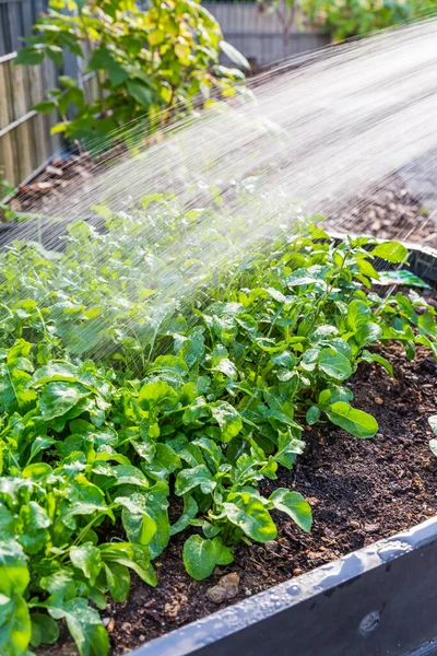 在蔬菜苗床中浇灌红景菜 蔬菜和植物的灌溉 — 图库照片