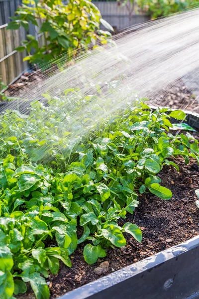 Water Geven Rucola Planten Groente Verhoogd Bed Irrigatie Van Groenten — Stockfoto