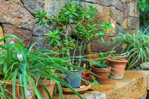 Plantas Vaso Prateleira Pedra Pequeno Jardim — Fotografia de Stock