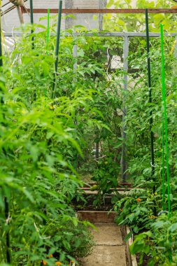 Küçük bir serada sebze ve domates yetiştirmek. Seranın içinde..