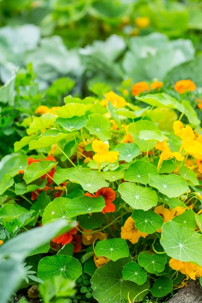 Tropaeolum Majus 庭のナストリウムまたは庭のインドの愛撫 観賞用サラダ成分に使用される食用植物 — ストック写真