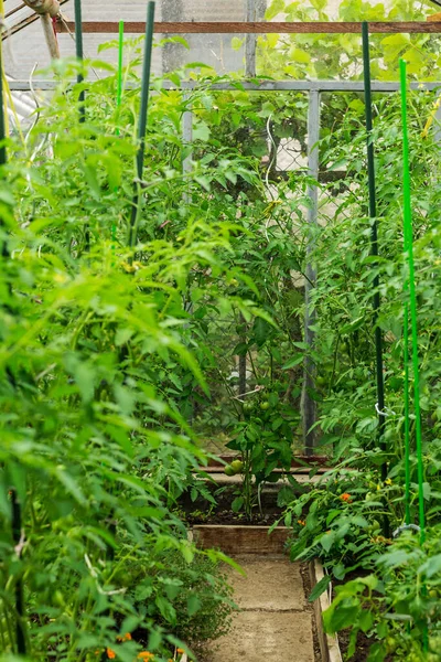 Cultivo Verduras Tomates Uma Pequena Estufa Dentro Estufa — Fotografia de Stock