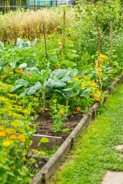 Vista Lateral Para Jardim Cozinha Com Legumes Ervas Flores Aveia — Fotografia de Stock