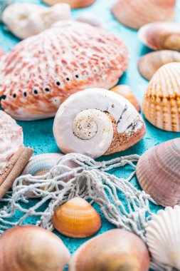 Mavi arka planda çeşitli deniz kabukları. Yaz plajı ve tatil konsepti. 