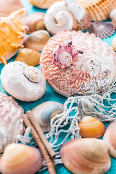 蓝底海贝壳的分类 夏季海滩和假日概念 — 图库照片