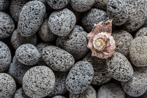 貝殻を背景にした天然溶岩石 — ストック写真