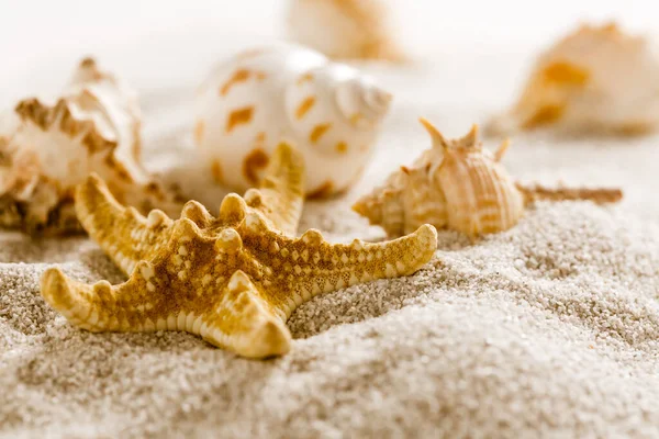 Εκχώρηση Των Φυσικών Κοχύλια Στην Άμμο Έννοια Των Διακοπών Παραλία — Φωτογραφία Αρχείου
