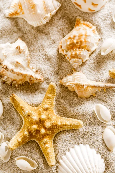 Sortiment Natürlicher Muscheln Auf Sand Konzept Von Urlaub Strand Und — Stockfoto