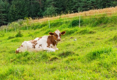 Dağlardaki çayırlarda inekler dinleniyor ve otlanıyor.