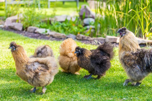丝绸母鸡和公鸡在花园里寻找食物 用毛绒绒皮革和黑色皮革饲养的家禽 选择性聚焦图像 — 图库照片