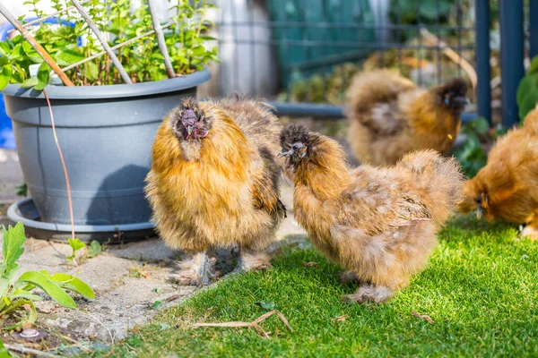 Silkie hens and rooster looking for food in garden. Silkie - breed poultry with fluffy and black leather. Selective focus image.